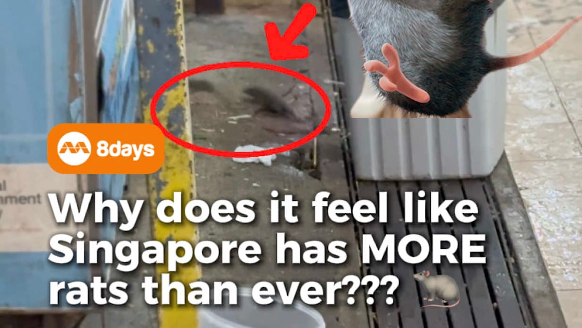 Is it just us, or does it feel like rats have been showing