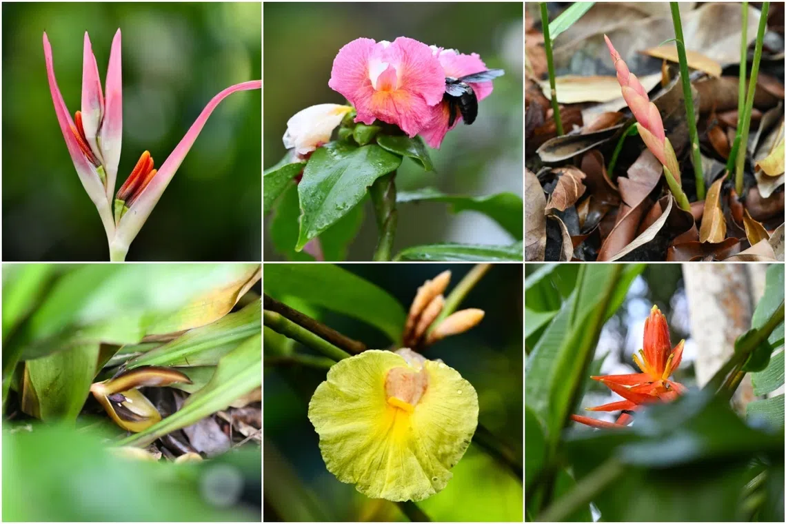 More than spice: Why Singapore’s ginger collection matters