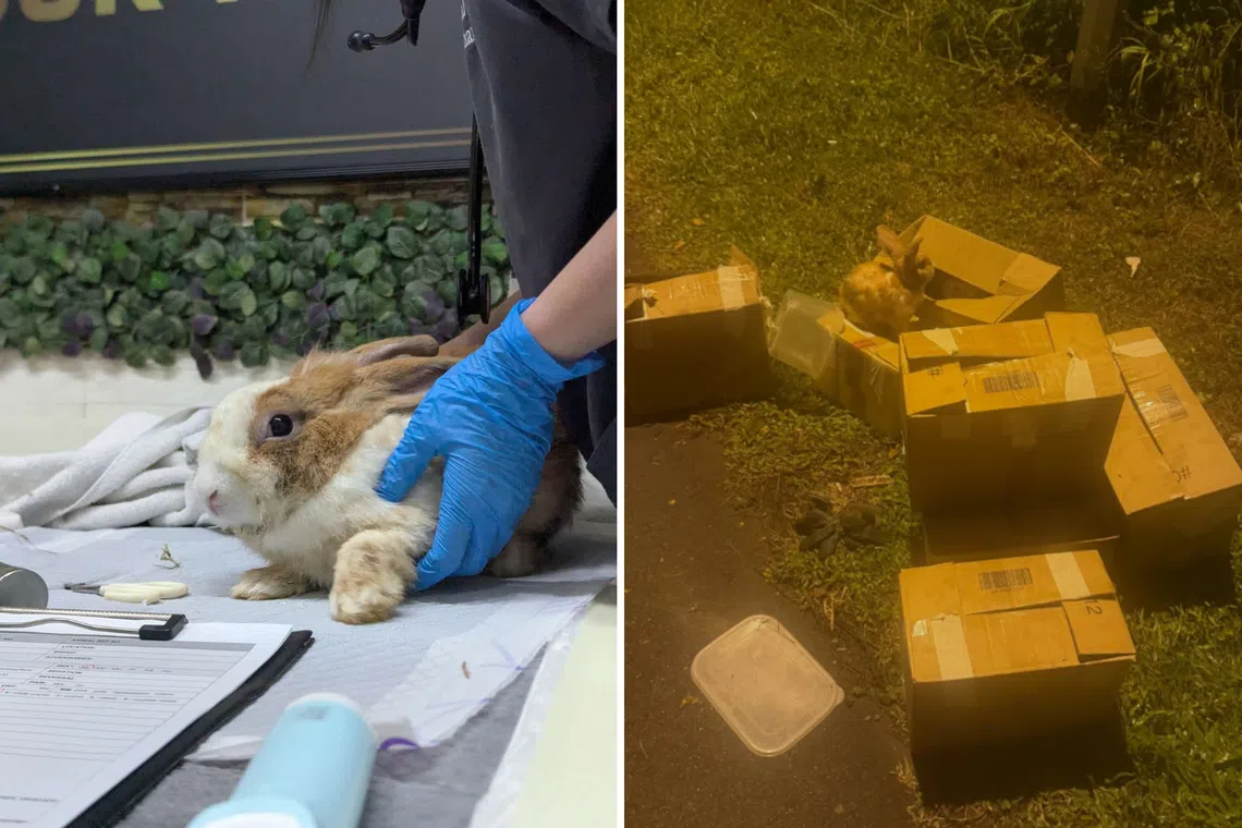 All 7 baby rabbits rescued in Seletar die, VFA to re-home adults, one newborn