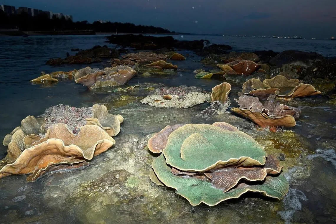 Retain ECP’s recreational value, minimise impact on nature, among feedback for Long Island works