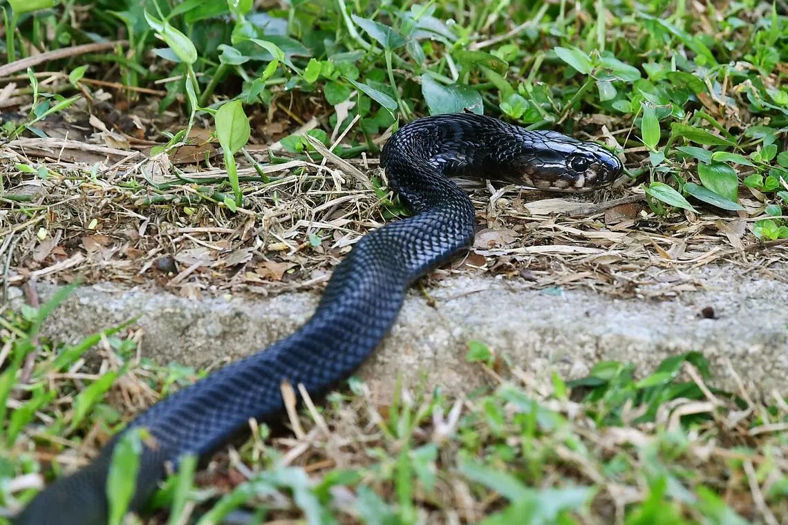 NParks unable to find venomous snake in Serangoon