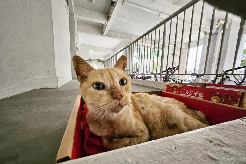 7,000 Cats Licensed for Free in Singapore Amidst Last-Minute Rush