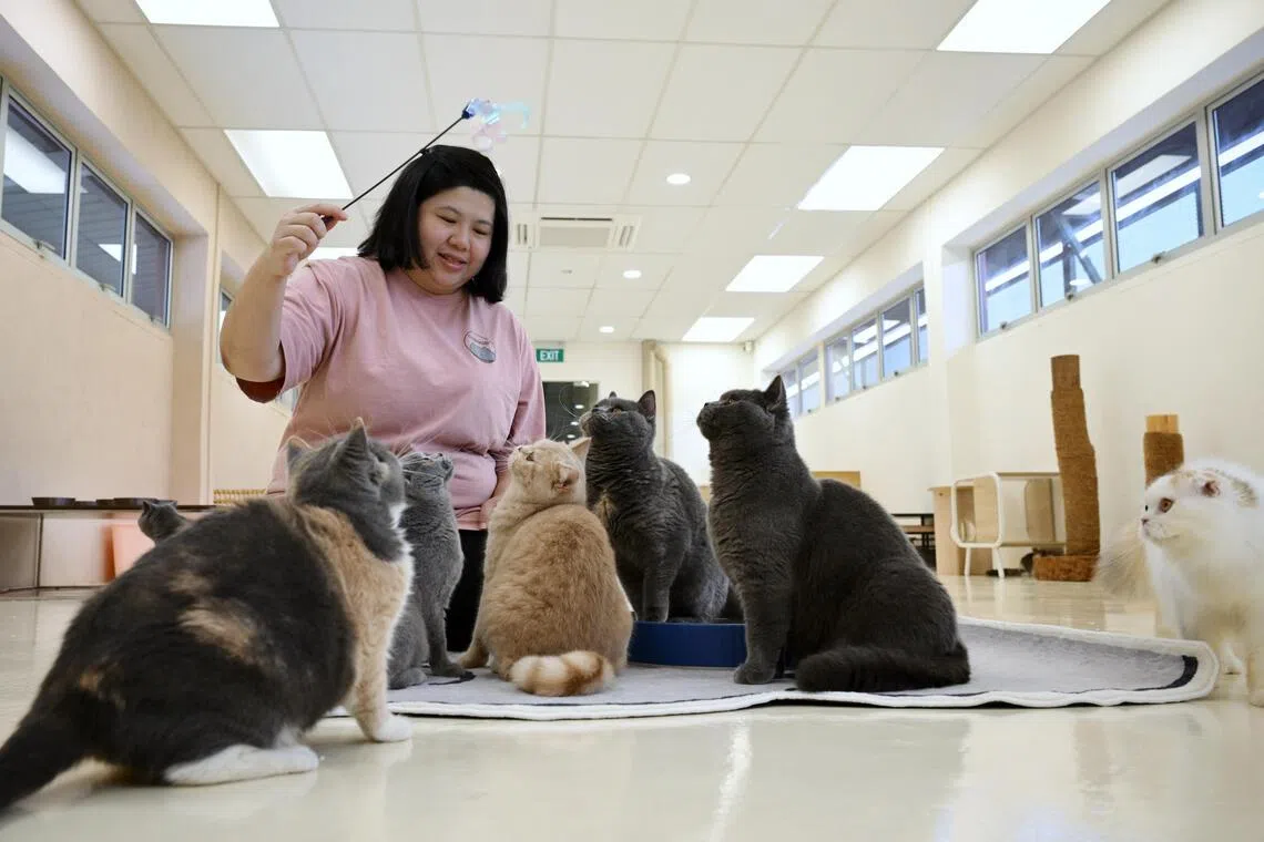 No lease renewal for 8 pet businesses; AVS says their measures to improve animal welfare fell short
