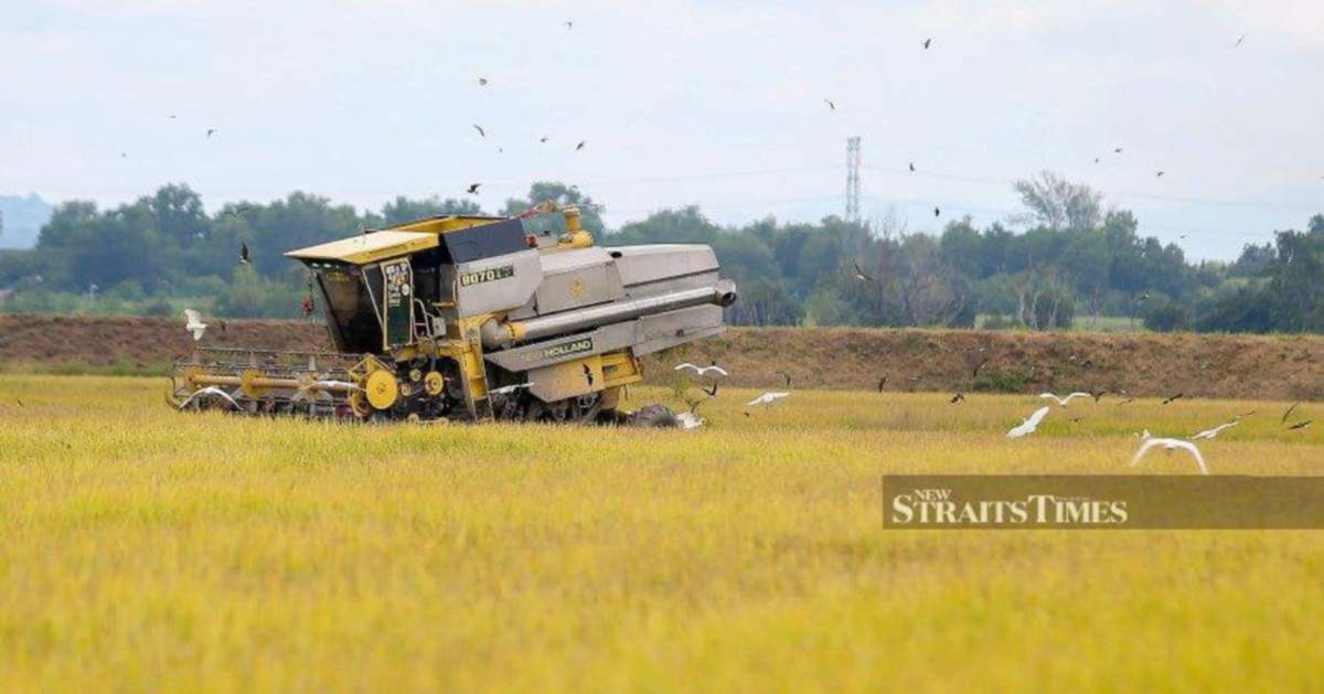RM2.62bil allocated for paddy sector subsidies, incentives