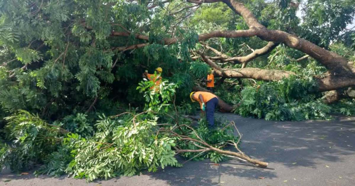 14 cases of fallen trees reported across Seberang Prai after heavy rain
