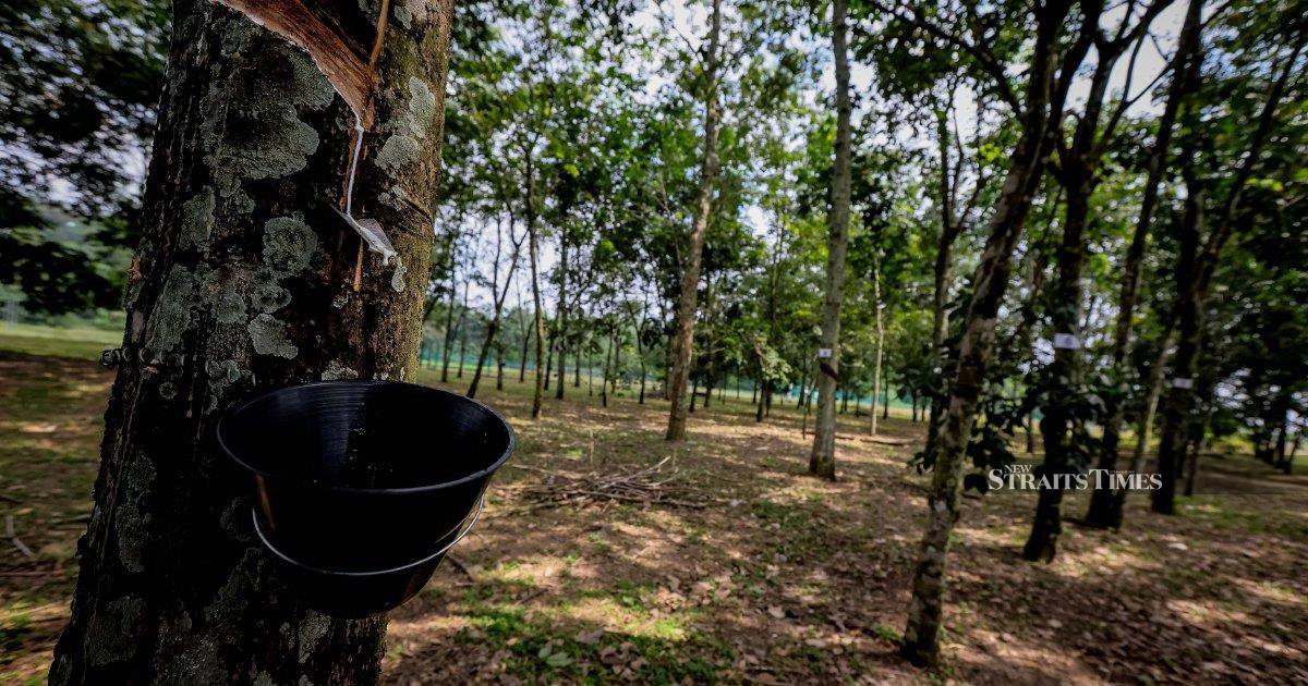 14 companies approved to rehabilitate 7,500ha of abandoned rubber estates